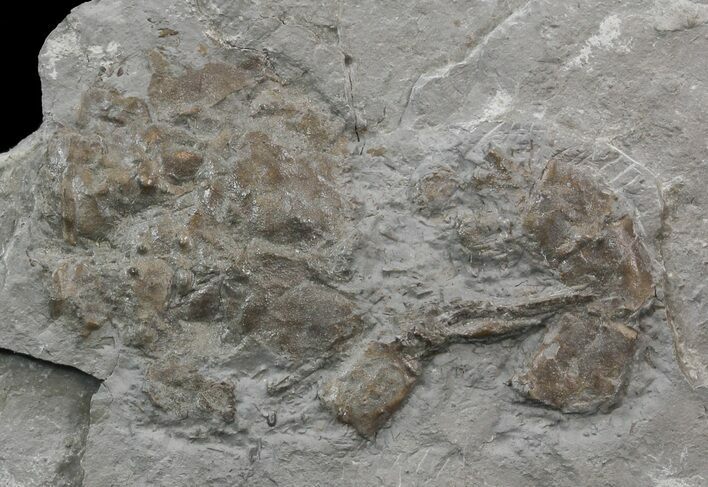 Unusual Devonian Phyllocarid (Echinocaris) - Ohio #44383